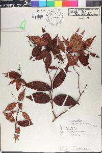 Myrcia leptoclada image