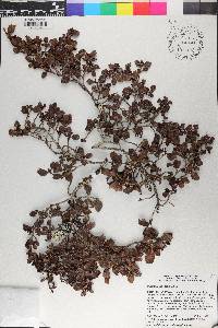 Coccoloba pauciflora image