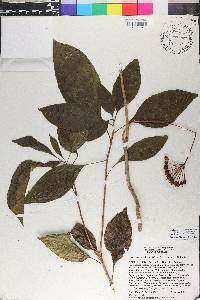 Dendropanax selleanus image