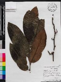 Diospyros tenuiflora image