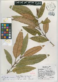 Miconia cineana image