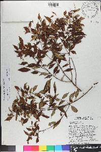 Miconia miguelfuertesii image