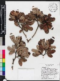 Tabebuia berteroi image