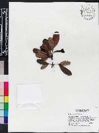 Tabebuia berteroi image
