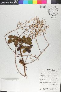 Mimosa rufescens image