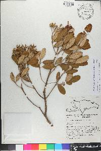 Miconia longicollis image