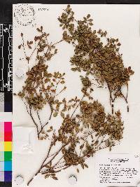 Amyris apiculata image