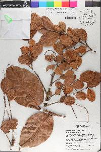 Coccoloba costata image