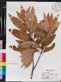 Persea palustris image