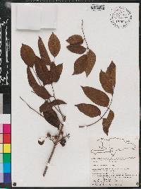 Bursera simaruba image