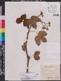 Jatropha excisa var. pubescens image