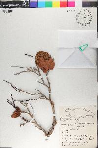 Coccoloba pubescens image