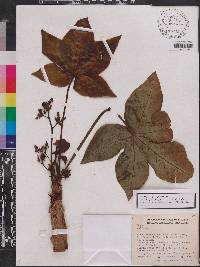 Jatropha pachypoda image