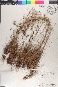 Bulbostylis conifera image