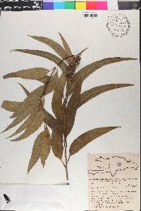 Eucalyptus propinqua image