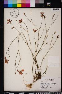 Sabatia grandiflora image