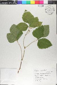 Rubus saxatilis image
