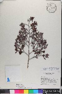 Erythroxylum pedicellare image