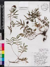 Mimosa strigillosa image
