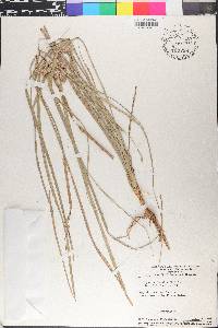 Cyperus entrerianus image