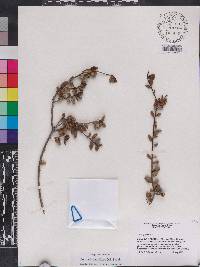 Bourreria pauciflora image