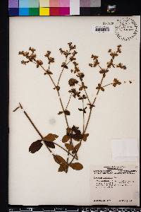 Eriogonum tomentosum image