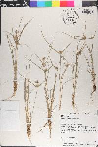 Cyperus flavescens image
