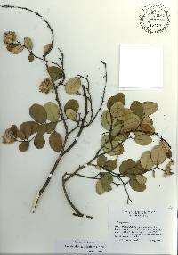 Linodendron aronifolium image