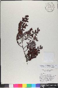 Erythroxylum pedicellare image