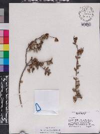 Bourreria pauciflora image