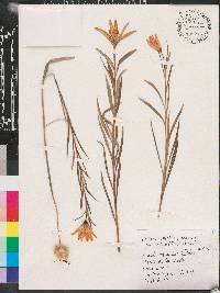 Lilium concolor var. pulchellum image