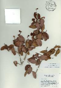 Lagetta valenzuelana subsp. pauciflora image