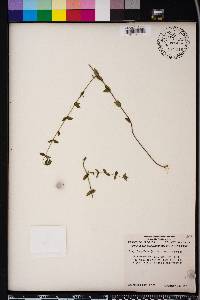 Tragiola pilosa image