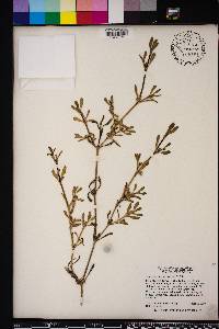 Sesuvium portulacastrum image