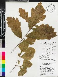 Quercus lyrata image