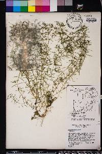 Polypremum procumbens image