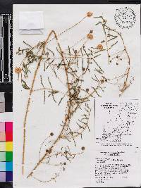 Mimosa microphylla image