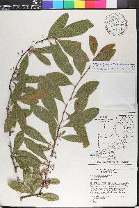 Sideroxylon lanuginosum image