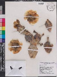 Opuntia humifusa image