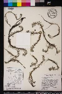 Myriophyllum pinnatum image