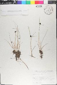 Cyperus niger image