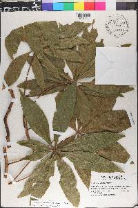 Schefflera morototoni image