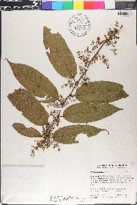 Perrottetia longistylis image