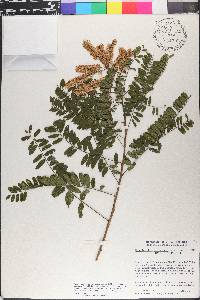 Eysenhardtia platycarpa image