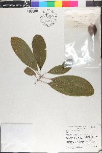 Pouteria campechiana image