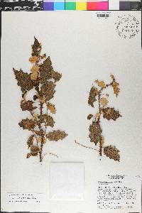 Solanum crotonoides image