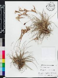 Tillandsia recurvata image