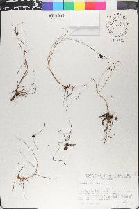 Cyperus niger image