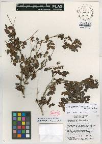 Miconia formonensis image
