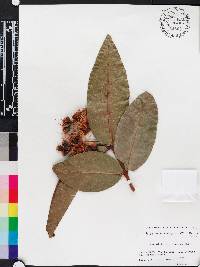 Syzygium samarangense image